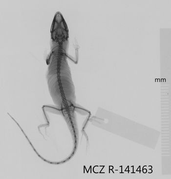 Media type: image;   Herpetology R-141463 Aspect: dorsoventral x-ray